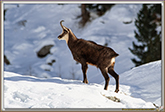 CHAMOIS